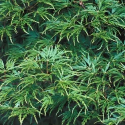 Japanse Esdoorn (Acer Palmatum 'Seiryu') -Tuin Stek Verkoop acpseiry 6