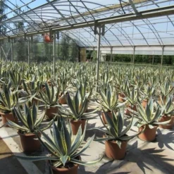 Agave (Agave Americana 'Variegata') -Tuin Stek Verkoop agave americana variegata