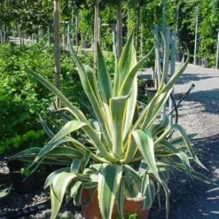 Agave (Agave Americana 'Variegata') -Tuin Stek Verkoop agave americana variegata 4