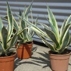 Agave (Agave Americana 'Variegata') -Tuin Stek Verkoop agave americana variegata 5