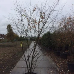 Krentenboom Als Struik (Amelanchier Lamarckii) -Tuin Stek Verkoop amelanchier lamarckii