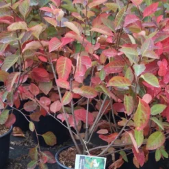 Krentenboom Als Struik (Amelanchier Lamarckii) -Tuin Stek Verkoop amelanchier lamarckii 3 1