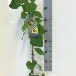 Duitse Pijp (Aristolochia Macropylla) -Tuin Stek Verkoop aristolochia macrophylla 80 100 c2