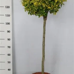 Kardinaalshoed Op Stam (Euonymus Japonicus 'Aureus') -Tuin Stek Verkoop bc88a2ba3e99a73a1f95554f396bcc6d