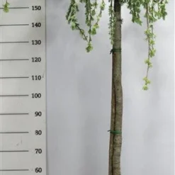 Treurceder Op Stam (Cedrus Libani 'Glauca Pendula') -Tuin Stek Verkoop bf626bb3ffe06d8a36e0e5cfc965630a