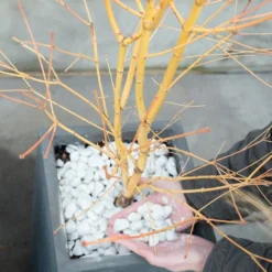 Japanse Esdoorn (Acer Palmatum 'Bi Hoo') -Tuin Stek Verkoop bi hoo 1