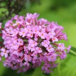 Vlinderstruik (Buddleja Davidii 'Pink Delight') -Tuin Stek Verkoop buddleja davidii pink delight 4
