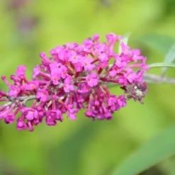 Vlinderstruik (Buddleja 'Miss Ruby') -Tuin Stek Verkoop buddleja miss ruby 2