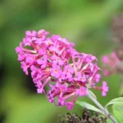 Vlinderstruik (Buddleja 'Miss Ruby') -Tuin Stek Verkoop buddleja miss ruby 5