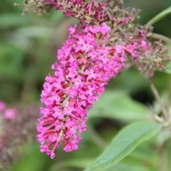 Vlinderstruik (Buddleja 'Miss Ruby') -Tuin Stek Verkoop buddleja miss ruby 6