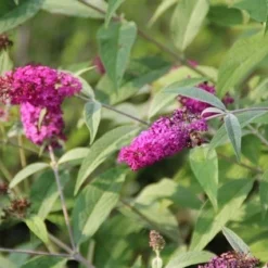 Vlinderstruik (Buddleja 'Miss Ruby') -Tuin Stek Verkoop buddleja miss ruby 7