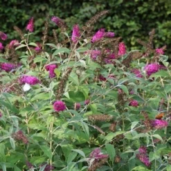 Vlinderstruik (Buddleja 'Miss Ruby') -Tuin Stek Verkoop buddleja miss ruby 8