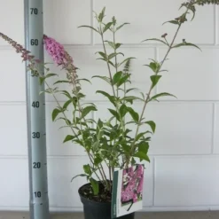 Vlinderstruik (Buddleja Davidii 'Pink Delight') -Tuin Stek Verkoop buddleja pink delight c3 bloem 19 7 2016