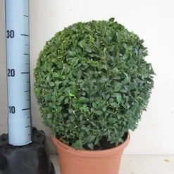 Buxusbol (Buxus Sempervirens, Bolvorm) -Tuin Stek Verkoop buxus 30 cm bol