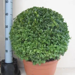 Buxusbol (Buxus Sempervirens, Bolvorm) -Tuin Stek Verkoop buxus 40 cm bol