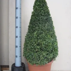 Buxus Als Pyramide (Buxus Sempervirens) -Tuin Stek Verkoop buxus 50 60 pyramide