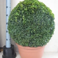 Buxusbol (Buxus Sempervirens, Bolvorm) -Tuin Stek Verkoop buxus 50 cm bol