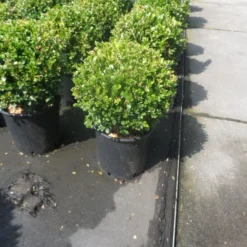 Buxus Meeneemhaag (Buxus Microphylla 'Faulkner') -Tuin Stek Verkoop buxus microphylla faulkner bol 25 30
