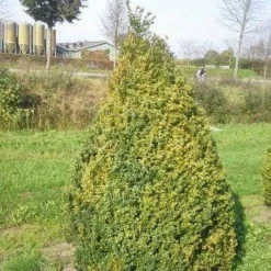 Buxus Als Pyramide (Buxus Sempervirens) -Tuin Stek Verkoop buxus semp 160 180