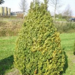 Buxus Als Pyramide (Buxus Sempervirens) -Tuin Stek Verkoop buxus semp 160 180 1
