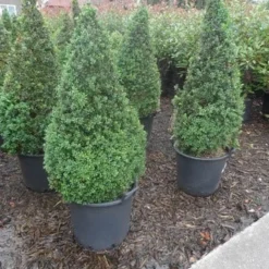 Buxus Als Pyramide (Buxus Sempervirens) -Tuin Stek Verkoop buxus sempervirens 60 80 100 c35 pyramide 1