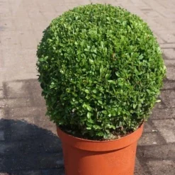Buxusbol (Buxus Sempervirens, Bolvorm) -Tuin Stek Verkoop buxus sempervirens bol