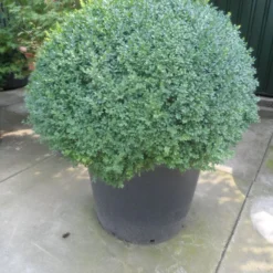 Buxusbol (Buxus Sempervirens, Bolvorm) -Tuin Stek Verkoop buxus sempervirens bol 100 120 140 c350