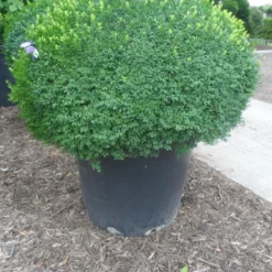 Buxusbol (Buxus Sempervirens, Bolvorm) -Tuin Stek Verkoop buxus sempervirens bol 120 130