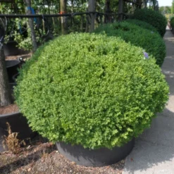 Buxusbol (Buxus Sempervirens, Bolvorm) -Tuin Stek Verkoop buxus sempervirens bol 120 140