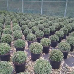 Buxusbol (Buxus Sempervirens, Bolvorm) -Tuin Stek Verkoop buxus sempervirens bol 20 25 30 c7 10