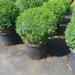 Buxusbol (Buxus Sempervirens, Bolvorm) -Tuin Stek Verkoop buxus sempervirens bol 40 50