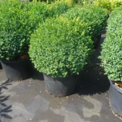 Buxusbol (Buxus Sempervirens, Bolvorm) -Tuin Stek Verkoop buxus sempervirens bol 50 60