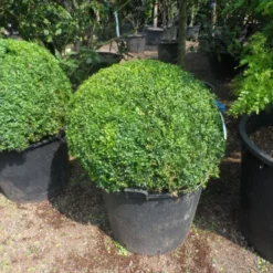 Buxusbol (Buxus Sempervirens, Bolvorm) -Tuin Stek Verkoop buxus sempervirens bol 80 90 c110