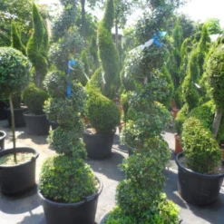 Buxus Als Spiraal (Buxus Sempervirens) -Tuin Stek Verkoop buxus sempervirens spiraal 150 175 c50 70