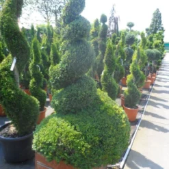 Buxus Als Spiraal (Buxus Sempervirens) -Tuin Stek Verkoop buxus sempervirens spiraal 150 175 houten bak extra dik