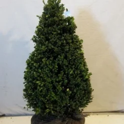 Buxus Als Pyramide (Buxus Sempervirens) -Tuin Stek Verkoop buxuskegel050 060