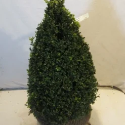 Buxus Als Pyramide (Buxus Sempervirens) -Tuin Stek Verkoop buxuskegel060 070