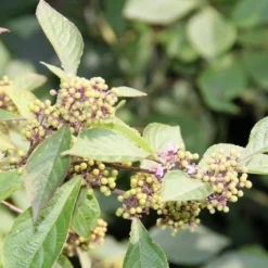 Schoonvrucht (Callicarpa Bodinieri 'Profusion') -Tuin Stek Verkoop callicarpa bodinieri profusion 2