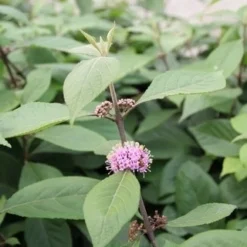 Schoonvrucht (Callicarpa Bodinieri 'Profusion') -Tuin Stek Verkoop callicarpa bodinieri profusion 1