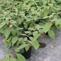 Schoonvrucht (Callicarpa Bodinieri 'Profusion') -Tuin Stek Verkoop callicarpa bodinieri profusion 2