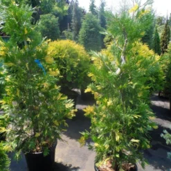 Bonte Libocedrus (Calocedrus Decurrens 'Aureovariegata') -Tuin Stek Verkoop calocedrus decurrens aureovariegata 125 150 175