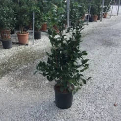 Camellia (Camellia Japonica 'Black Lace') -Tuin Stek Verkoop camellia black lace c12