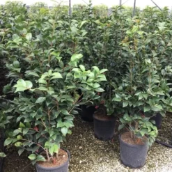 Camellia (Camellia Japonica 'Black Lace') -Tuin Stek Verkoop camellia c12 2
