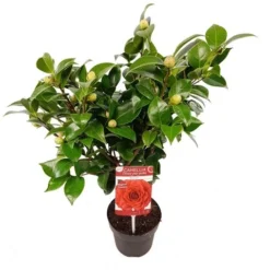 Camellia (Camellia Japonica 'Black Lace') -Tuin Stek Verkoop camellia jap. black lace p15