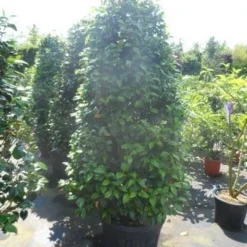 Camelia (Camellia, Rood) -Tuin Stek Verkoop camellia japonica 175 200 1 1