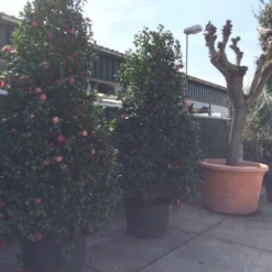 Camelia (Camellia, Rood) -Tuin Stek Verkoop camellia japonica 200 250 300 extra 1 1