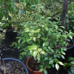 Camelia (Camellia, Rood) -Tuin Stek Verkoop camellia japonica 60 80 c20 25