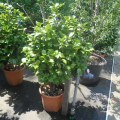 Camelia (Camellia, Rose) -Tuin Stek Verkoop camellia japonica 80 100