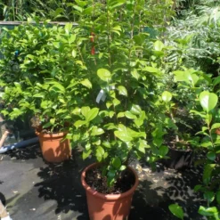 Camelia (Camellia, Rood) -Tuin Stek Verkoop camellia japonica wit 80 100 125