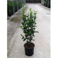 Camelia (Camellia Japonica ‘Perfection White’) -Tuin Stek Verkoop camellia perfection white c7